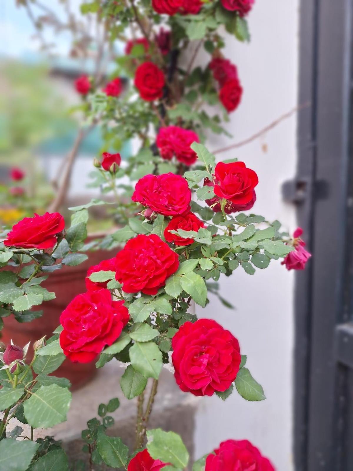 La Maison - A Boutique Bed And Breakfast Bīr Zewnętrze zdjęcie
